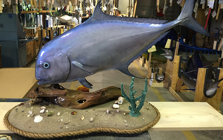 Permit fish trophy alternative African Pompano fish trophy alternative