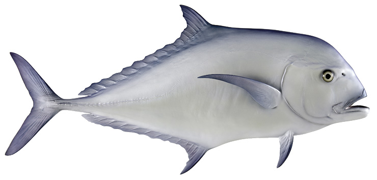 Click to zoom African Pompano Fishmount