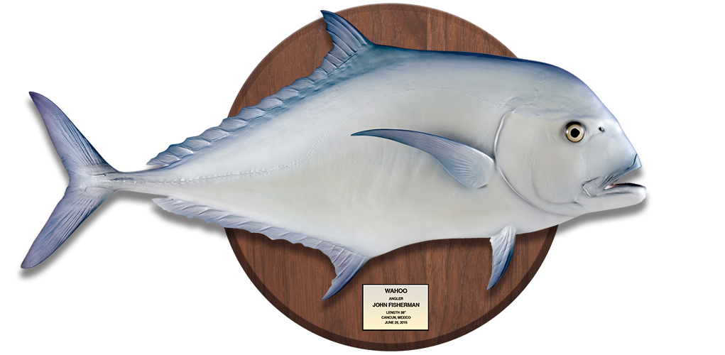 African Pompano fish replica on wood plaque with name plate African Pompano fish mount on wood plaque with name plate