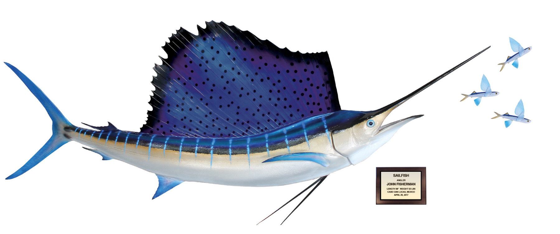 Atlantic Sailfish replica with accessories Atlantic Sailfish mount with plaque and flying fish