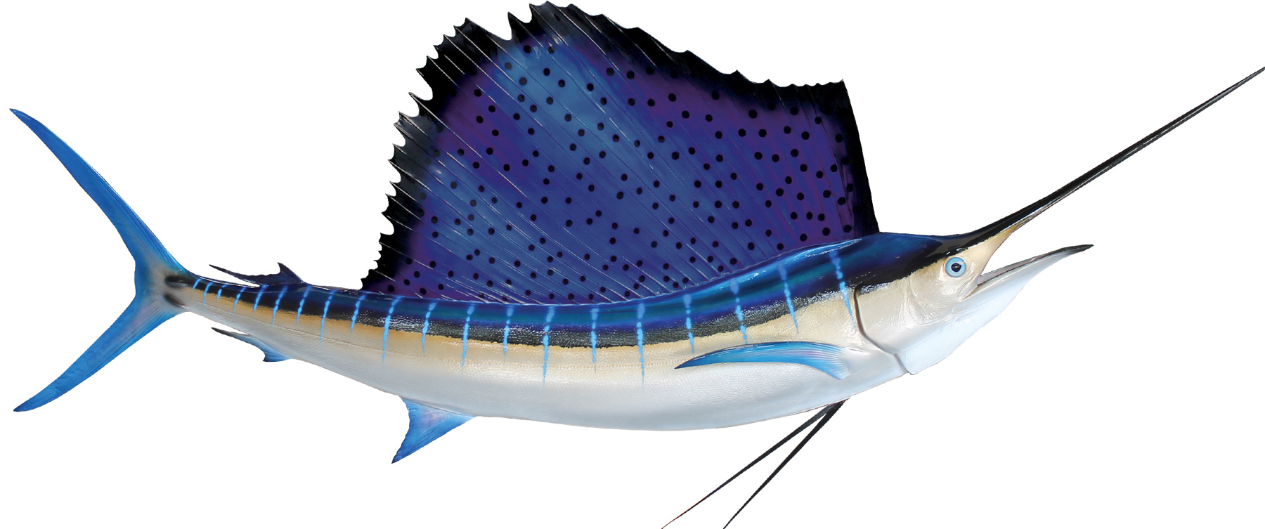 Click to zoom Atlantic Sailfish Mount