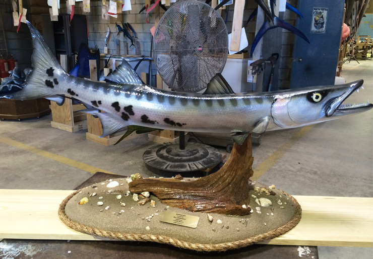 Barracuda cusom base fishmount