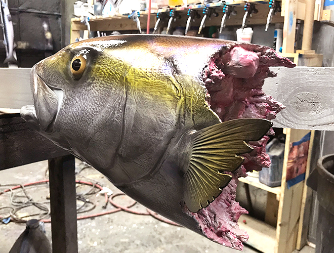 Bitten Amberjack