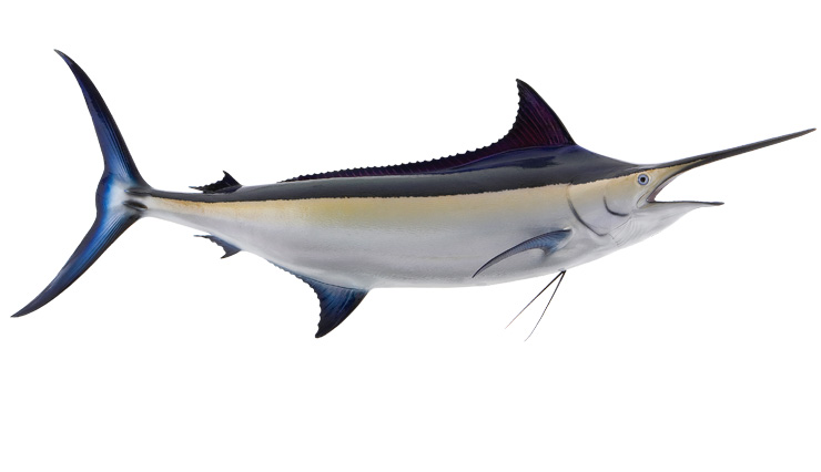 Click to zoom Black Marlin Fishmount
