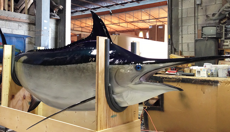 Gray Taxidermy Black Marlin Fish Replica Black Marlin fish Replica at the shops of Gray Taxidermy