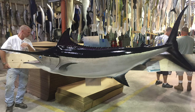 Black Marlin fish mount at Gray Taxidermy Black Marlin fish Replica at the shops of Gray Taxidermy