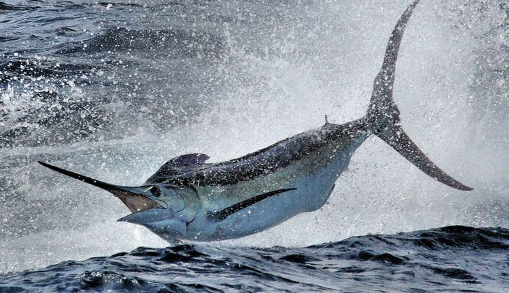 Black Marlin Jumping Gray Taxidermy