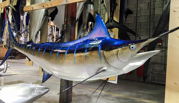 Blue Marlin fish mount at Gray Taxidermy Blue Marlin fish Replica at the shops of Gray Taxidermy
