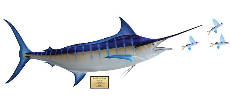 Blue Marlin fish mount baitfish scene Blue Marlin fish Replica baitfish scene