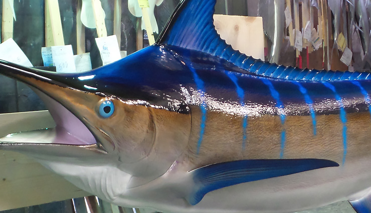 Blue Marlin fish mount at Gray Taxidermy Blue Marlin fish Replica at the shops of Gray Taxidermy