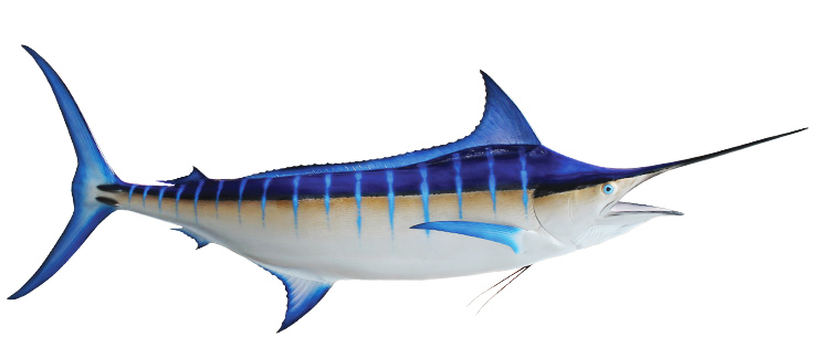 Click to zoom Blue Marlin Fishmount