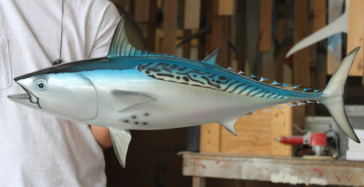 Bonito fish replica at Gray Taxidermy shop Bonito fish mount at Gray Taxidermy shop