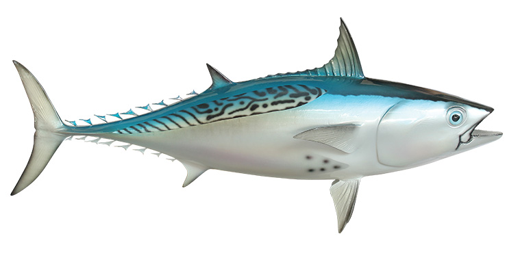 Click to zoom Bonito Fishmount