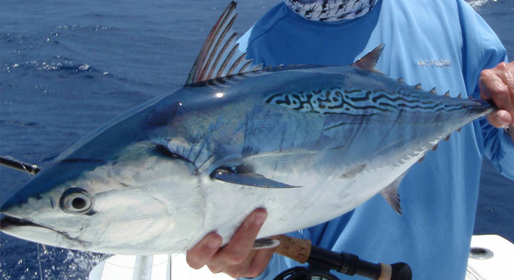 Bonito fish replica on custom base Bonito fish mount on custom base