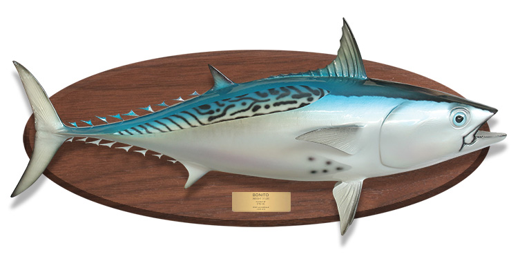 Bonito fish replica on wood plaque Bonito fish mount on wood plaque