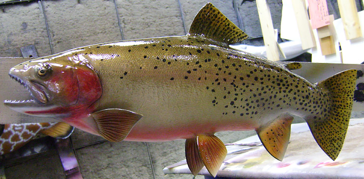 Brown Trout Fish Trophy Brown Trout Fishmount