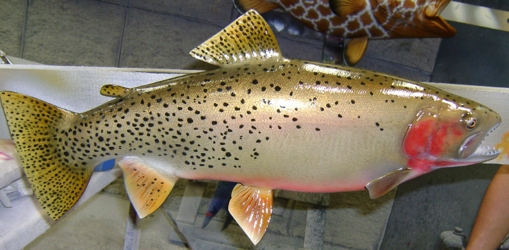 Brown Trout fish trophy at Gray Taxidermy Brown Trout mount at Gray Taxidermy