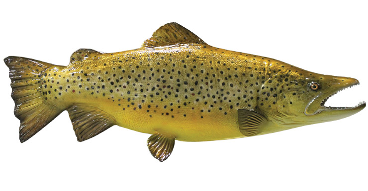Brown Trout release mount Brown Trout fishmount