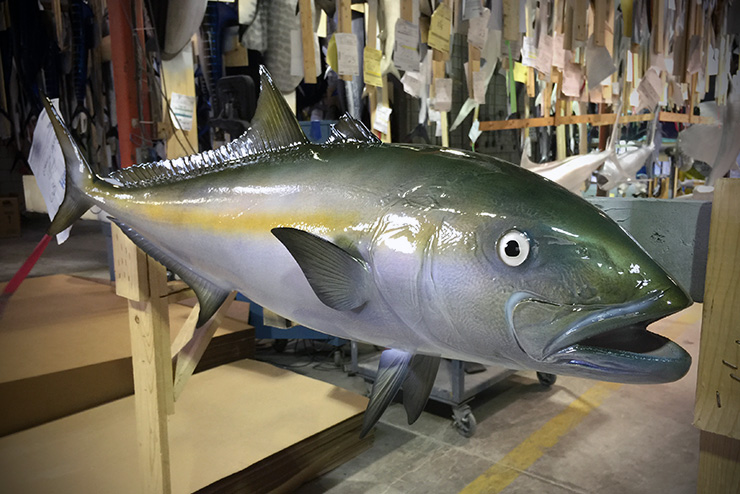 360º view California Yellowtail mount