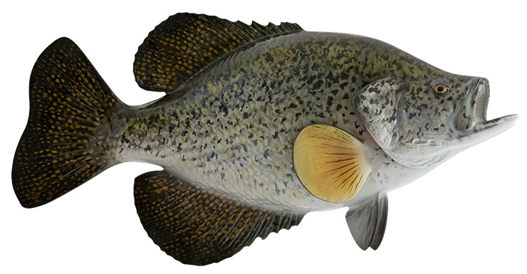 Crappie release mount Crappie fishmount