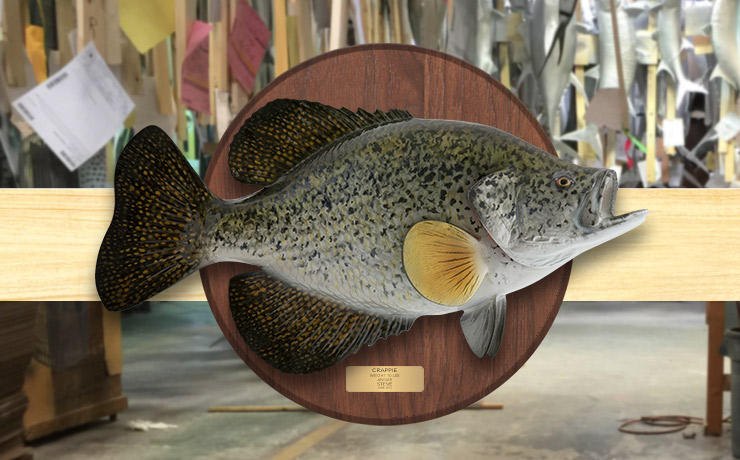 Crappie trophy on wood plaque Crappie Fishmount on wood plaque