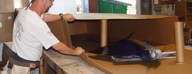Sailfish trophy mountprepared for shipping Sailfish mount prepared for shipping