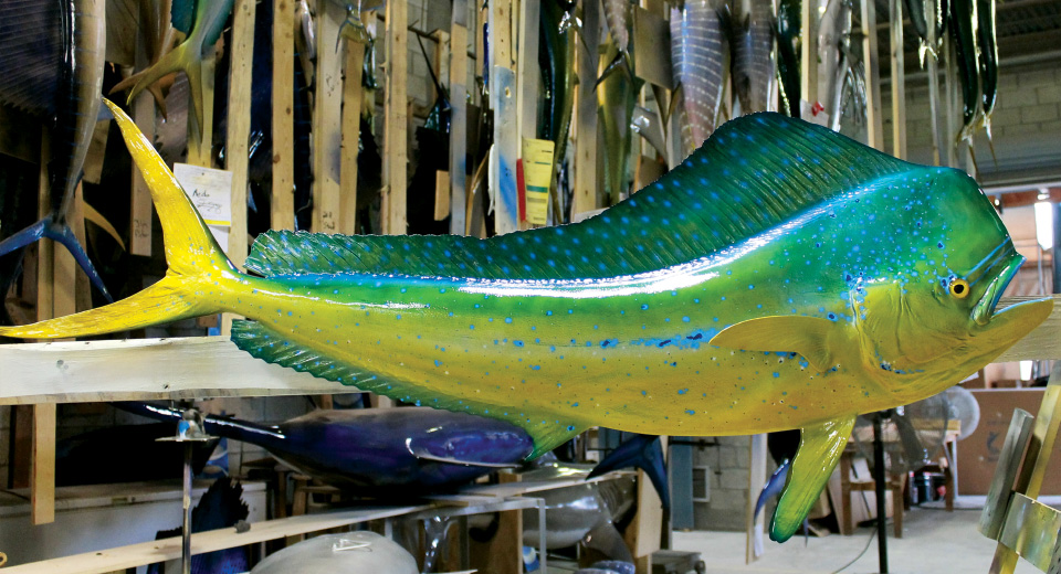 Dorado fish trophy mount Dorado fish mount