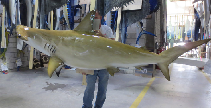 Golden Hammerhead Shark