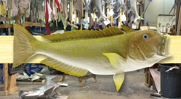 Golden Tilefish Golden Tilefish