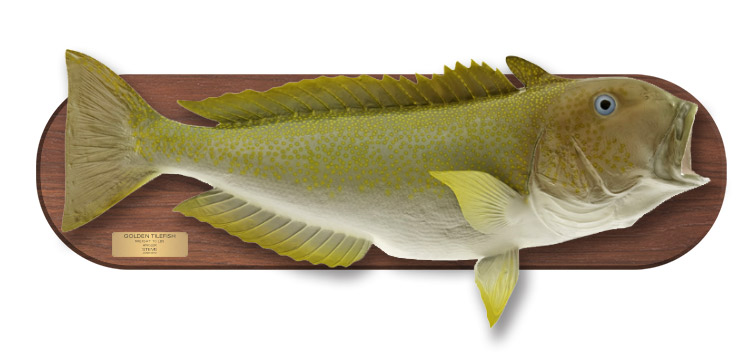 Golden Tilefish replica on wood plaque Golden Tilefish mount on wood plaque