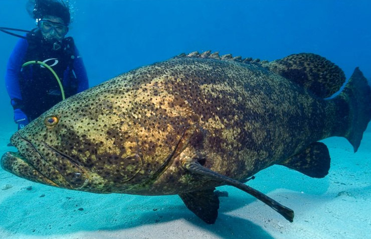 Goliath Grouper in water Goliath Grouper in water