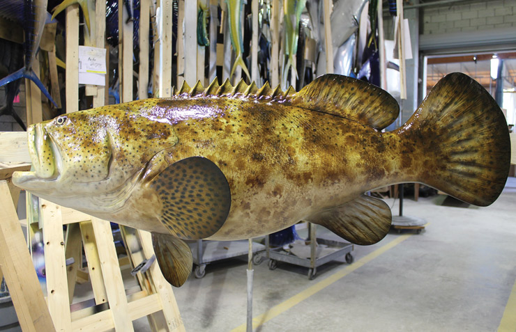 Goliath Grouper Fishmount Goliath Grouper Replica