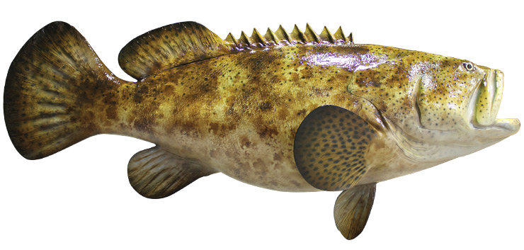 Click to zoom Gag Grouper Fishmount