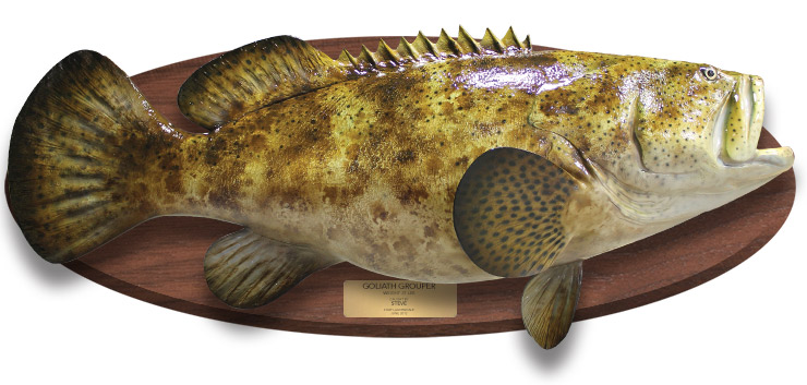 Goliath Grouper Replica on wood plaque Goliath Grouper Fishmount on wood plaque