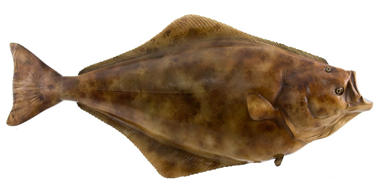Halibut fishmount