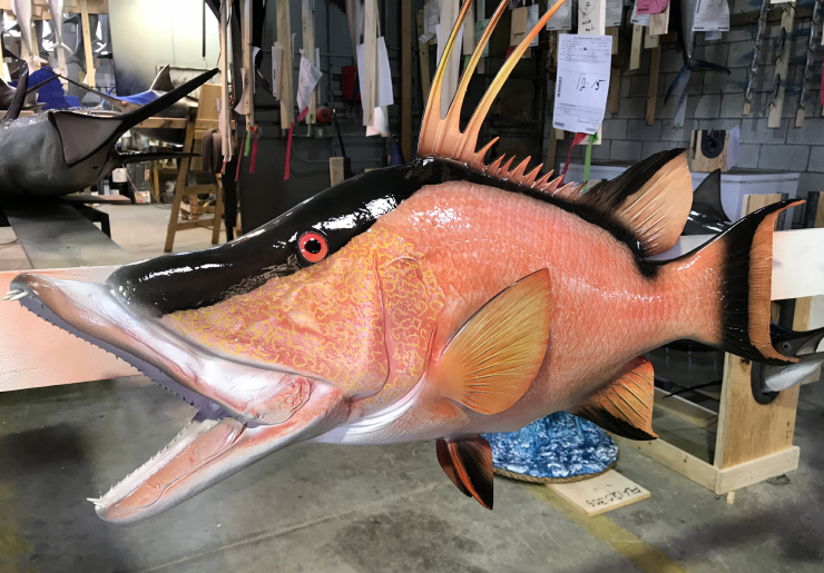 Custom Hogfish mount