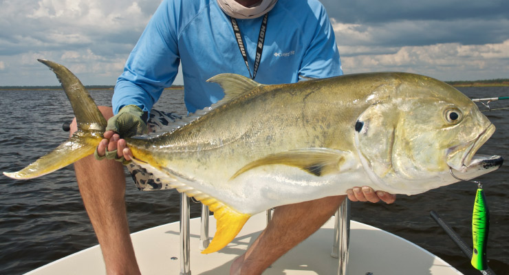 Jack Crevalle Jack Crevalle