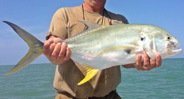 Jack Crevalle Jack Crevalle