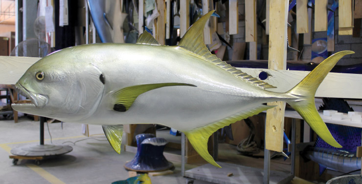 Jack Crevalle custom fish mount Jack Crevalle custom mount