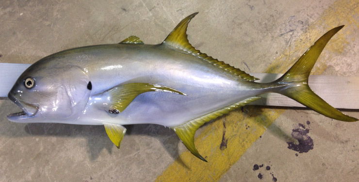 Jack Crevalle custom mount Jack Crevalle custom mount