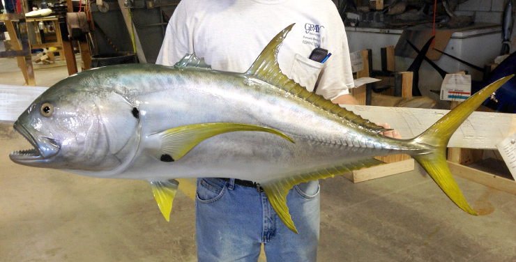 Jack Crevalle fishmount Jack Crevalle Mount