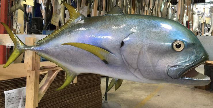 Jack Crevalle custom fish mount Jack Crevalle custom mount