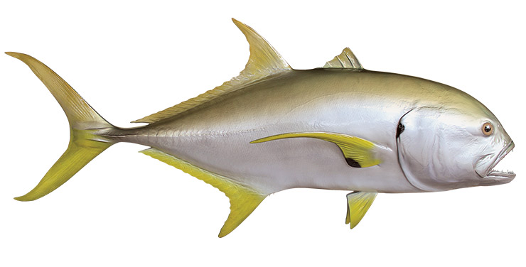 Click to zoom Jack Crevalle custom mount