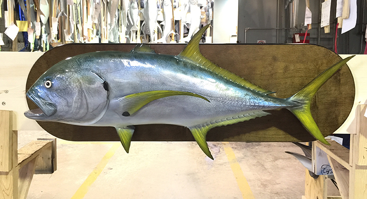 Jack Crevalle custom mount woodplaque Jack Crevalle custom mount woodplaque
