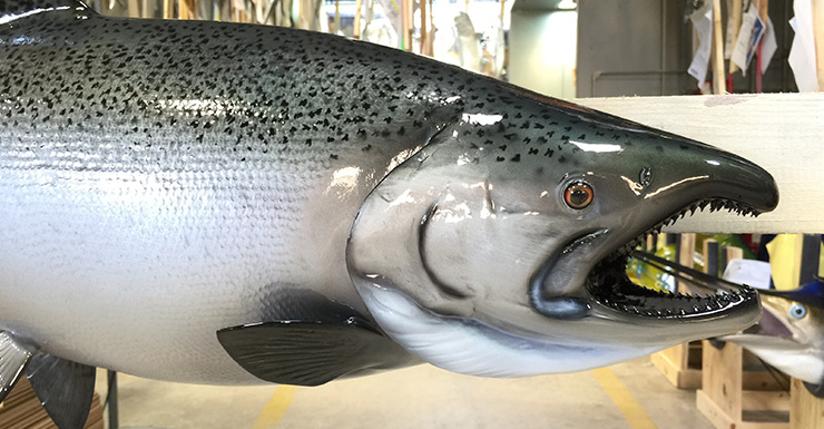 King/Chinook Salmon trophy King/Chinook Salmon Fishmount