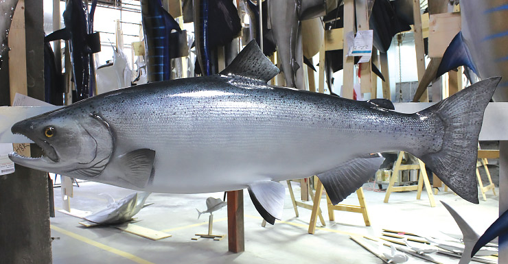 King/Chinook Salmon trophy King/Chinook Salmon Fishmount