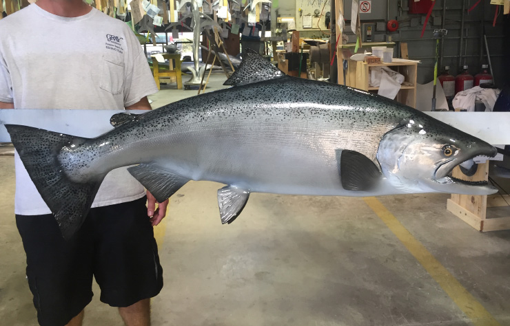King/Chinook Salmon trophy King/Chinook Salmon Fishmount