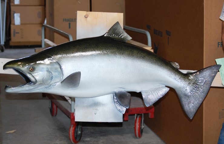 King/Chinook Salmon Release Trophy mount King/Chinook Salmon Trophy mount