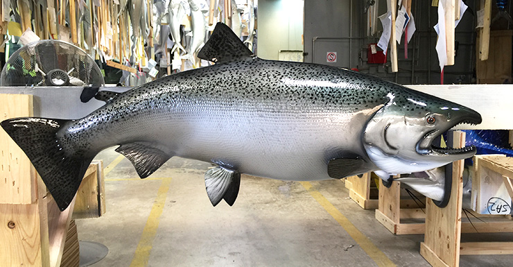King/Chinook Salmon trophy King/Chinook Salmon Fishmount
