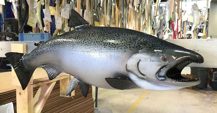 King/Chinook Salmon trophy King/Chinook Salmon Fishmount